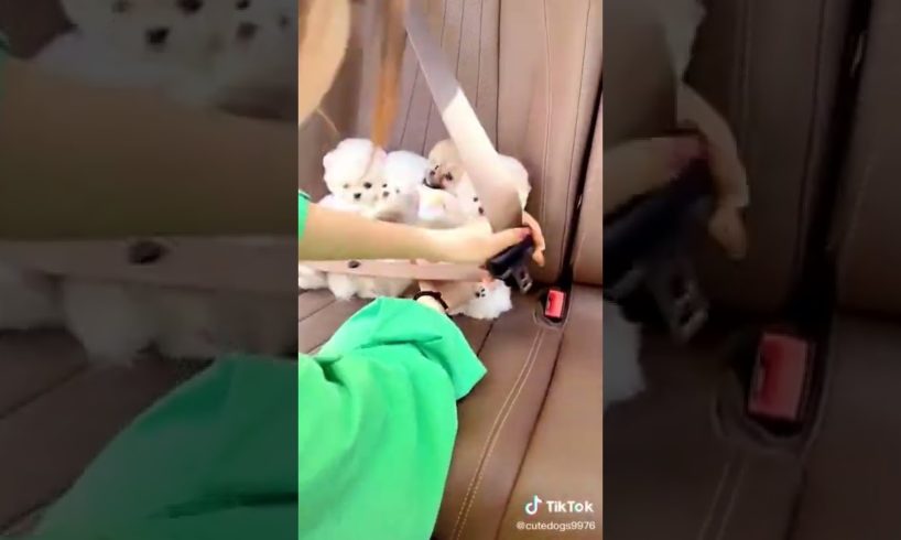 Dogs On TikTok | Dogs Doing Funny Things | Cutest Puppies TIKTOK Compilation 2022 | #tiktok #dogs