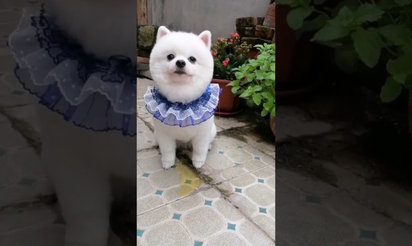 Funny Dogs of TikTok Compilation 🥺🥰🥰 Cutest Puppies 🥰🥰🥰