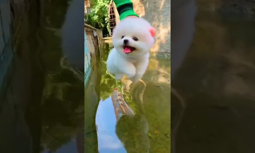 Funny Dogs of TikTok Compilation 🤣🤣🤣 Cutest Puppies 😁😜😉