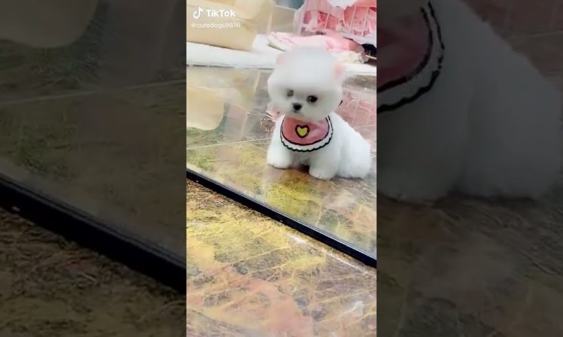 Dogs On TikTok | Dogs Doing Funny Things | Cutest Puppies TIKTOK Compilation 2022 | #tiktok #dogs