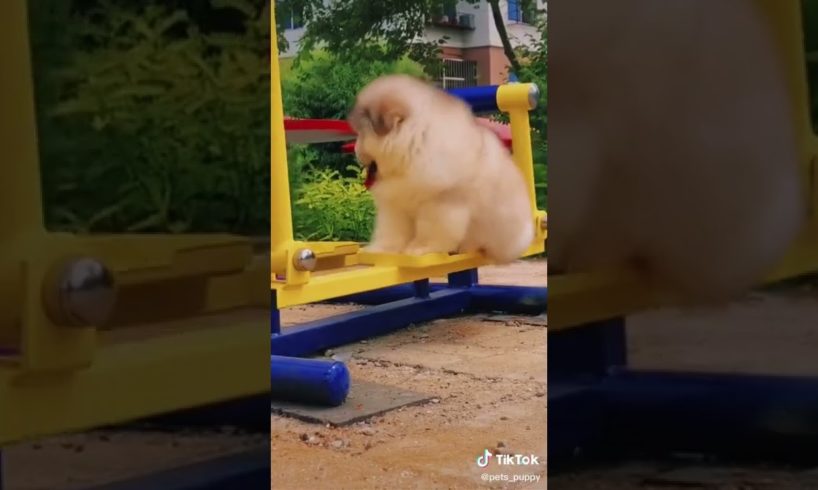 Dogs On TikTok | Dogs Doing Funny Things | Cutest Puppies TIKTOK Compilation 2022 | #tiktok #dogs