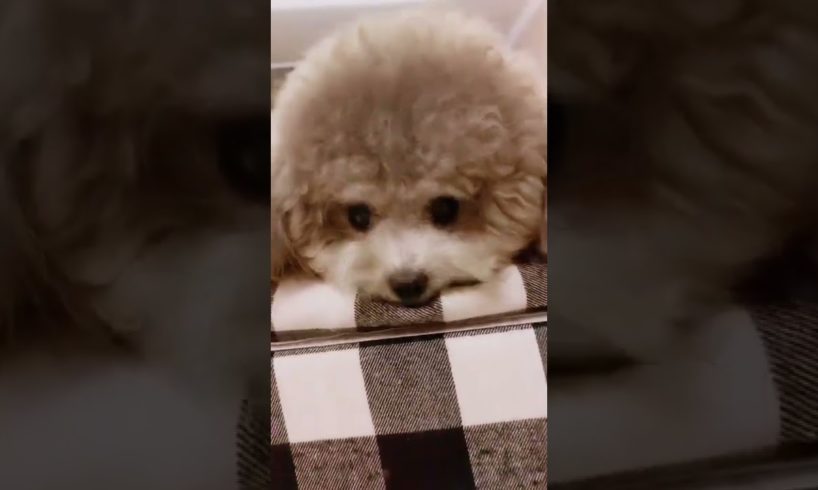 Cute Puppies Doing Funny Things, Cutest Puppies in Tiktok 2022 #Short3164