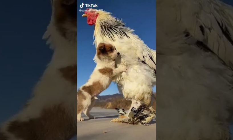 Dogs On TikTok | Dogs Doing Funny Things | Cutest Puppies TIKTOK Compilation 2022 | #tiktok #dogs