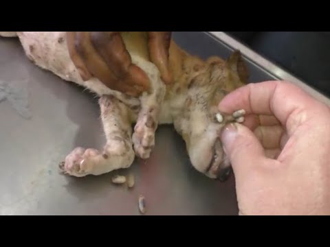 Removing Monster Mango worms From Helpless Dog! Animal Rescue Video 2022 #47