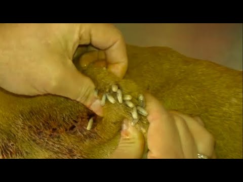 Removing Monster Mango worms From Helpless Dog! Animal Rescue Video 2022 #52