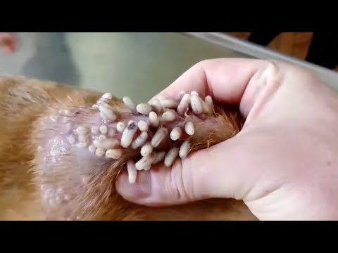 Removing Monster Mango worms From Helpless Dog ! Animal Rescue Video 2022 #37