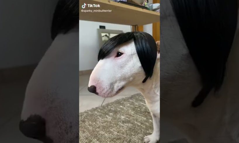 Ultimate Cutest PUPPIES & Happiest Pet of TikTok Compilation 2022