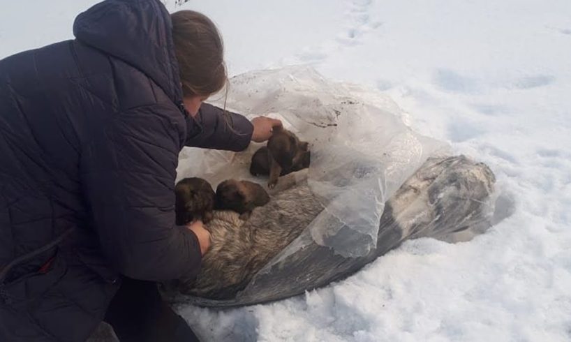 A Dog Family Was Abandoned In Plastic Bag In Freeze Cold Weather