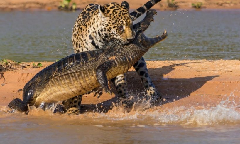 Amazing Wild Animals Attacks | Wild Animal Fights Caught On Camera | Wild Animals Ultimate Fights