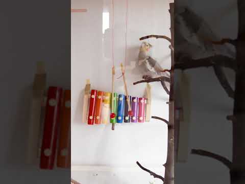 Cockatiel is playing music on Xylophone lol #shorts