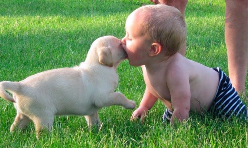 Cute Animals And Babies Playing Together