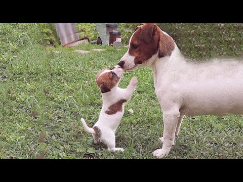 🐶Cute Puppies Doing Funny Things 2022🐶 #11 Cutest Dogs