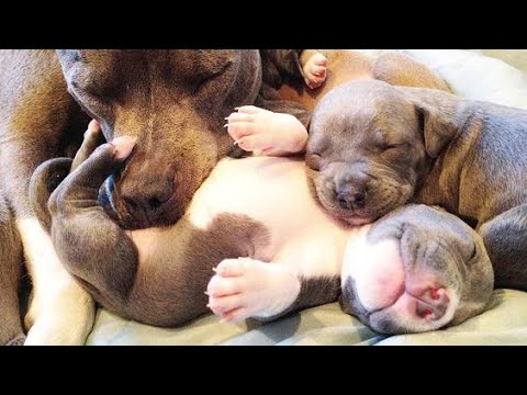 🐶Cute Puppies Doing Funny Things 2022🐶 #8 Cutest Dogs