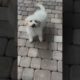 Cute White dog Video | Baby Dogs | Cute Puppies #shorts #cute #dogs #kids #videos #TikTok