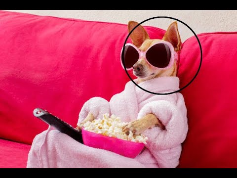 Cute baby animals Videos Compilation cutest moment of the animals - Cutest Puppies