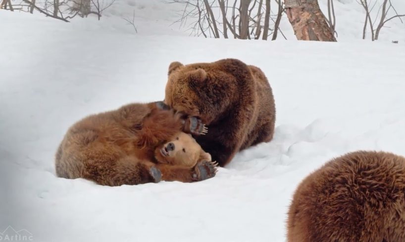 Cute bears playing in the snow// Wild Animals