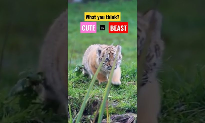 Cute or Beast | Tiger cub on Hunt|  Cute wild animals #cuteanimal #tiger #tigercub #wildlife #shorts