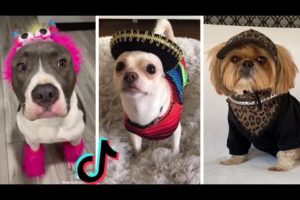 Cutest Puppies on TikTok  Doggos Doing Funny Things TIK TOK  2022