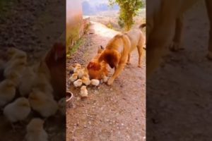 Dog is playing with Chooja / funny animals videos / #shorts #short #viral #reels #instagram #2022