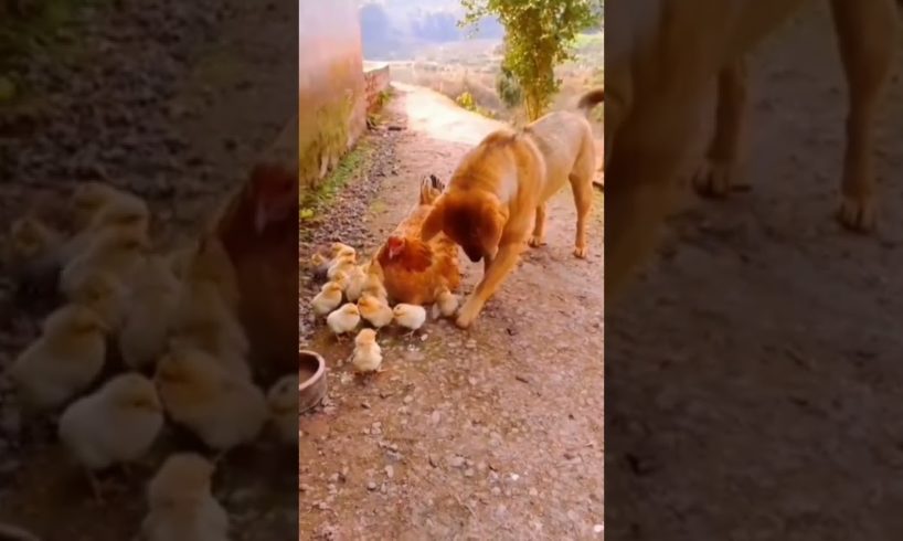 Dog is playing with Chooja / funny animals videos / #shorts #short #viral #reels #instagram #2022