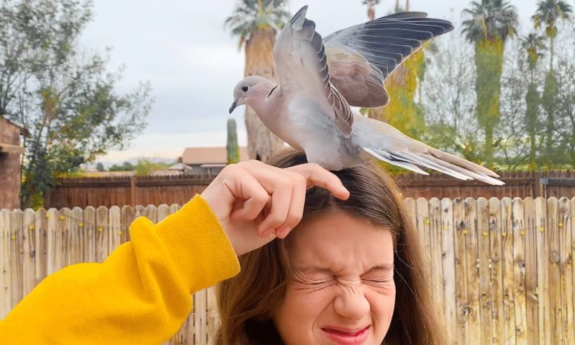 Dove Comes To Visit The Family That Rescued Her Every Day | The Dodo Wild Hearts