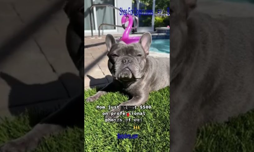 Frenchie Compilation Funny - Ultimate Cutest PUPPIES Frenchie Dogs🥰 #Frenchie #Shorts #FunnyDogs