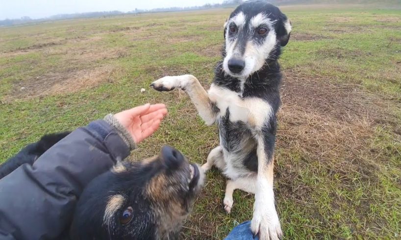 Friendly Homeless Dog Jumps On Me Asking To Be Rescued