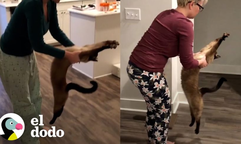 Gato tiene su propia forma especial de hacer yoga | El Dodo