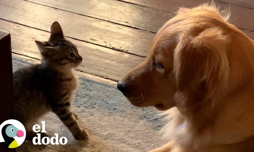 Golden retriever y gatito compiten por los besos de papá | Parejas Disparejas | El Dodo