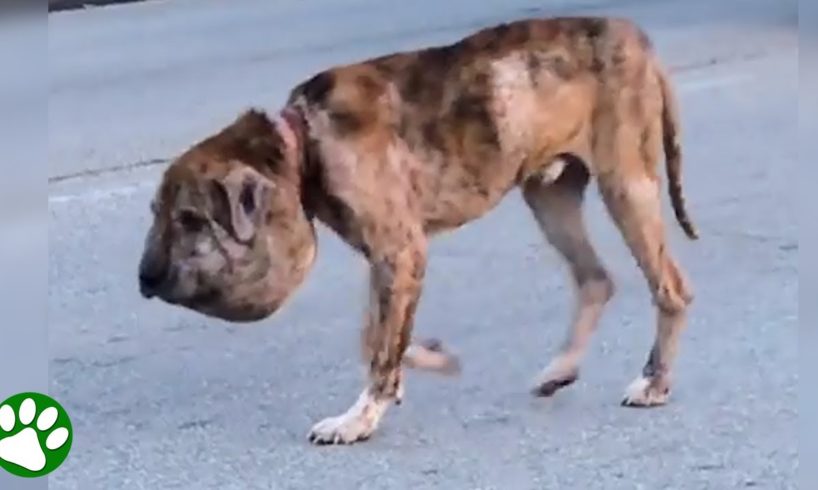 Homeless dog walking around the streets with pumpkin sized head is barely recognizable today