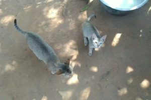 Indian Cat cute baby Playing ,Walking Crying Kittens l animals cat india