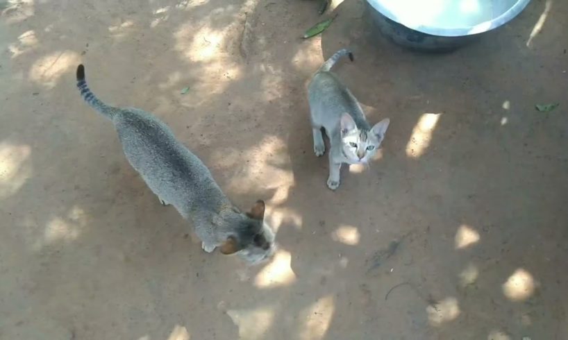 Indian Cat cute baby Playing ,Walking Crying Kittens l animals cat india