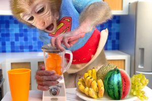 Monkey Baby Bon Bon drinks fruit smoothies and plays with puppy in a garden full of rainbow balls