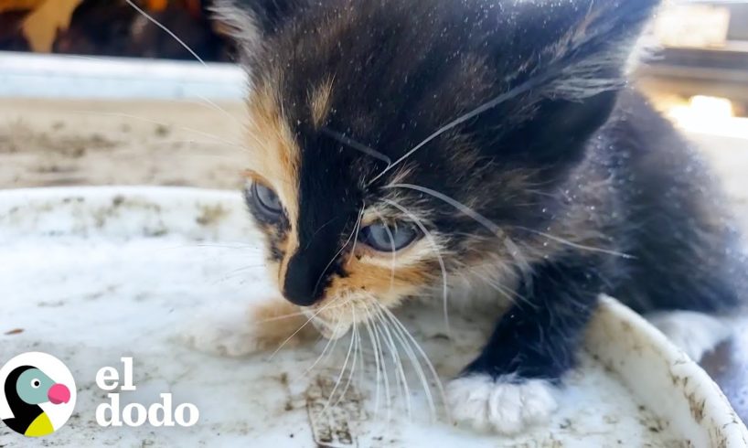 Pequeña gatita sale corriendo de los arbustos hacia su nueva mamá | Pequeño y Valiente | El Dodo