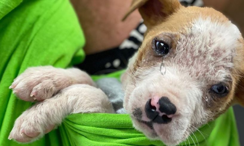 Pittie Little Puppy Dumped In A Parking, He Cried a Lot When Rescued