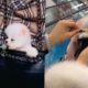 #Pomeranianpuppy shorts| Cute Dogs |Funny Cute dogs| Cute Puppies Video❤️|Pomeranian Puppies #shorts