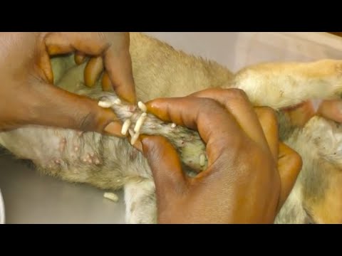 Removing Mango worms From Helpless Dog! Video 2022 #20