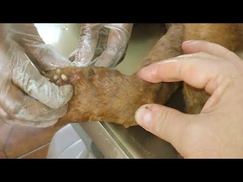 Removing Monster Mango worms From Helpless Dog #25