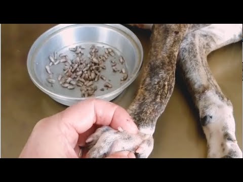 Removing Monster Mango worms From Helpless Dog! Animal Rescue Video 2022 #40