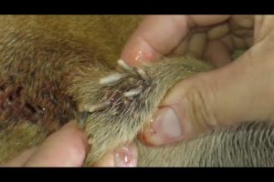 Removing mango worms from helpless dog - Rescue Videos 2022 #18