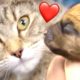 Saving Animal Mums ❤️  | Bondi Vet Compilation | Bondi Vet