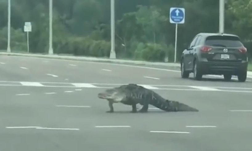 Scary Crocodile Encounters on the road - Aligator Close Encounter