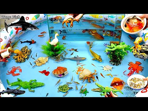 Sea Animals And Cute Animals, Crocodiles, Sharks, Goldfish, Ducks, Turtle, Frogs,Three-Tails,Shrimps