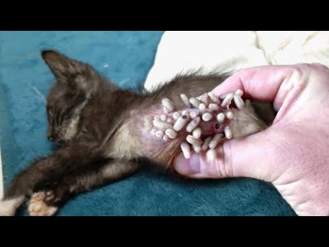 Shocking Moment! Remove Huge MAGGOTS On Motherless Kitten's Belly!