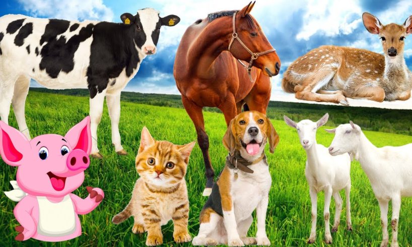 Sleep of farm animals, familiar animals: Dog, cat, cow, horse, elephant - Animal sounds