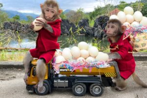 Smart Bim Bim harvests eggs to make boiled eggs for baby monkey Obi