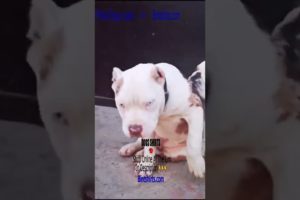 Smart Funny Pitbull ❤️ Ultimate Cutest PUPPIES Pitbull Dogs🐶 #Pitbull #Shorts #FunnyDogs