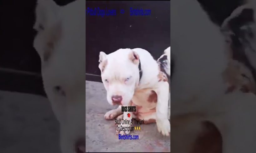 Smart Funny Pitbull ❤️ Ultimate Cutest PUPPIES Pitbull Dogs🐶 #Pitbull #Shorts #FunnyDogs