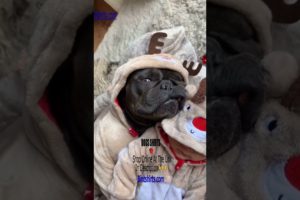 Smart funny dog ❤️ Ultimate Cutest PUPPIES Frenchie Dogs❤️ #Frenchie #Shorts #FunnyDogs