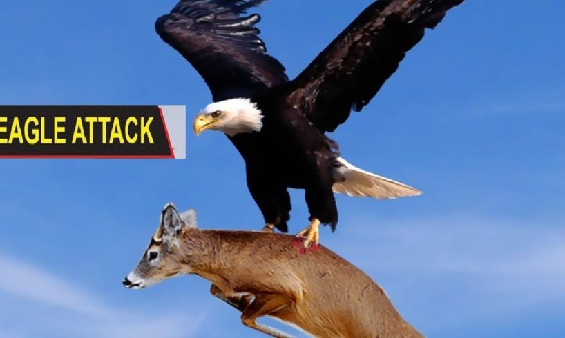 The Best Of Eagle Attacks - Most Amazing Moments Of Wild Animal Fights! Scoop of the Day